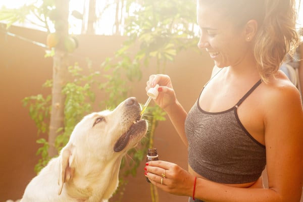 Organisch Leben - CBD & Cannabis für Haustiere